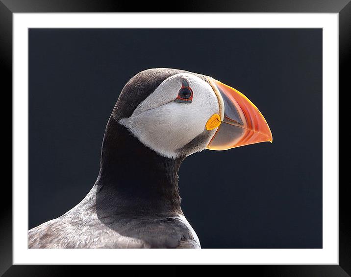 All the Colours of a Puffin Framed Mounted Print by Mark Medcalf