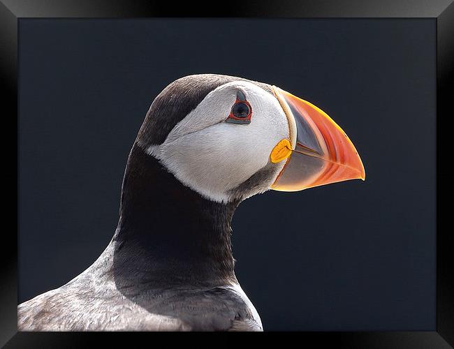 All the Colours of a Puffin Framed Print by Mark Medcalf