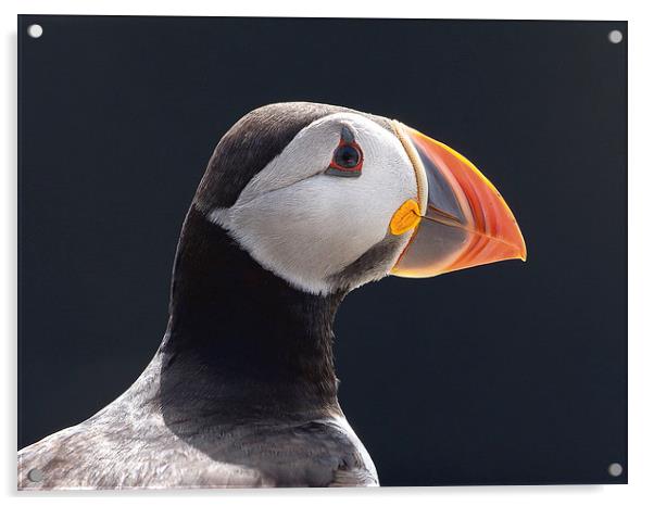 All the Colours of a Puffin Acrylic by Mark Medcalf
