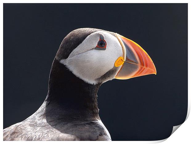 All the Colours of a Puffin Print by Mark Medcalf