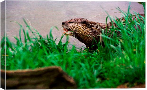 JST2832 Asian otter Canvas Print by Jim Tampin
