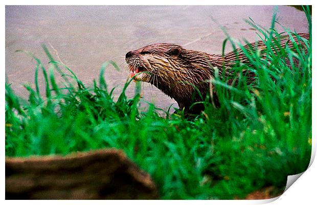 JST2832 Asian otter Print by Jim Tampin