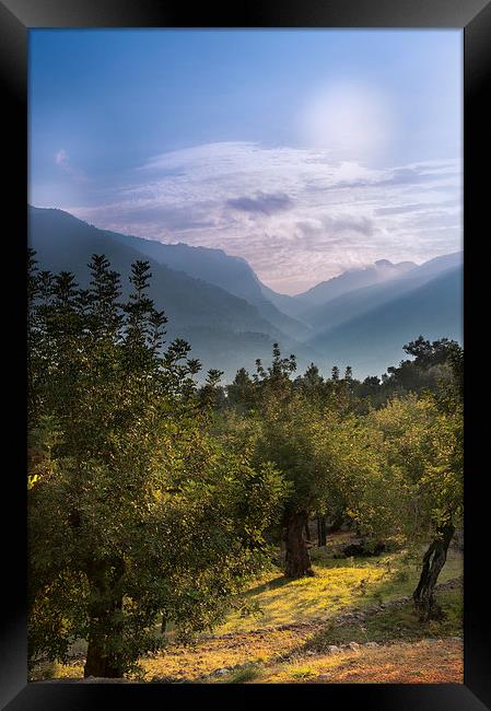 Olive Trees at Soller Mallorca Framed Print by Greg Marshall