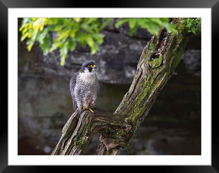 Peregrine Falcon Framed Mounted Print by Mark Medcalf