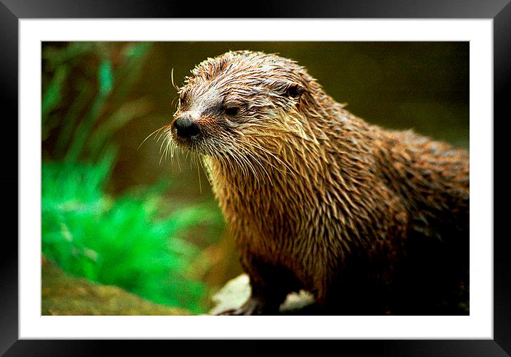 JST2831 Asian Otter Framed Mounted Print by Jim Tampin