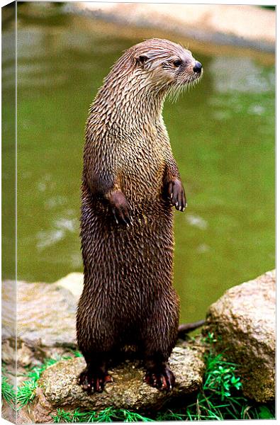 JST2830 British or European Otter Canvas Print by Jim Tampin