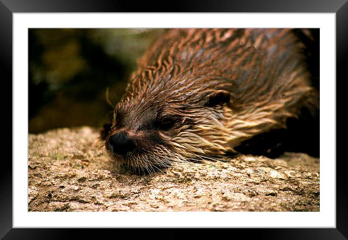 JST2828 Asian Otter Framed Mounted Print by Jim Tampin