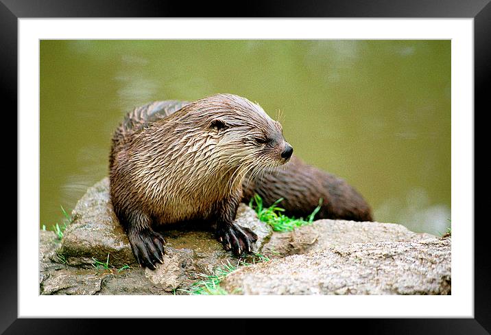 JST2826 Asian Otter Framed Mounted Print by Jim Tampin