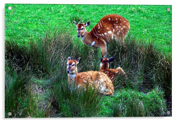 JST2825 Sitatunga Deer Acrylic by Jim Tampin