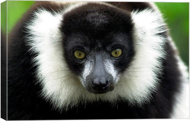 JST2823 Black and White Ruffed Lemur Canvas Print by Jim Tampin