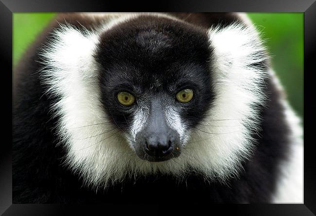 JST2823 Black and White Ruffed Lemur Framed Print by Jim Tampin