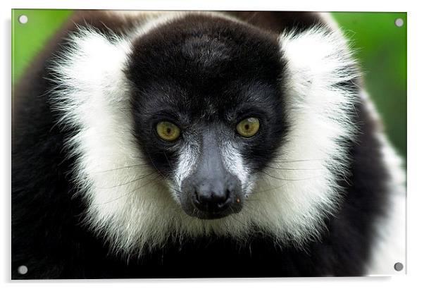 JST2823 Black and White Ruffed Lemur Acrylic by Jim Tampin