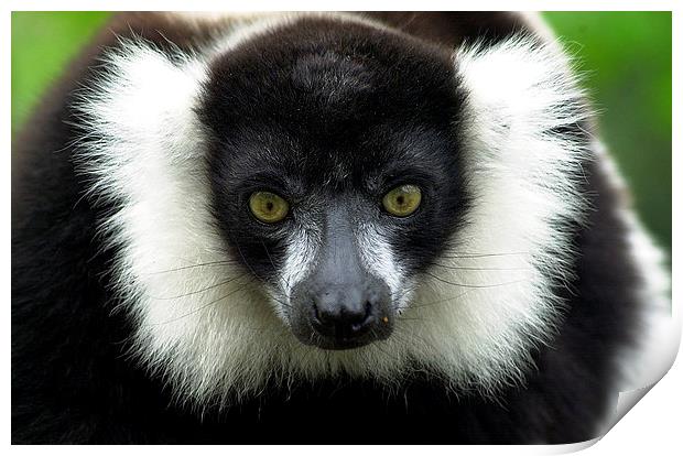 JST2823 Black and White Ruffed Lemur Print by Jim Tampin