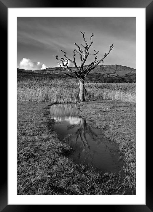 Dead tree Framed Mounted Print by Rory Trappe