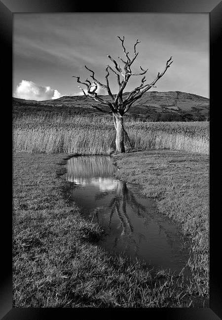 Dead tree Framed Print by Rory Trappe