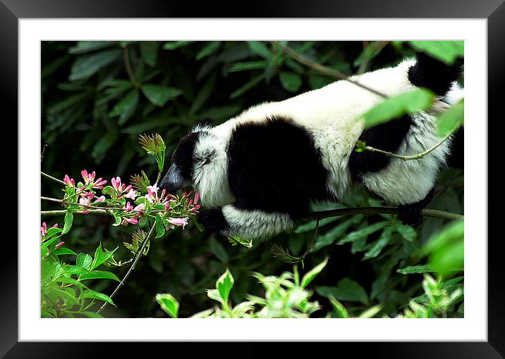 JST2822 Black and White Ruffed Lemur Framed Mounted Print by Jim Tampin