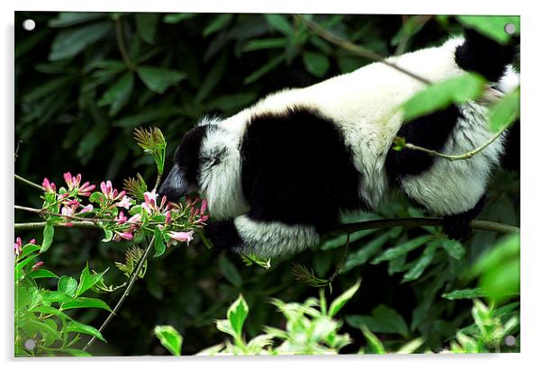 JST2822 Black and White Ruffed Lemur Acrylic by Jim Tampin
