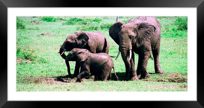 JST2821 Elephant mud bath Framed Mounted Print by Jim Tampin