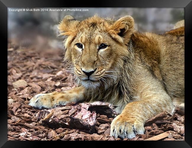 Lion cub contemplating leftovers Framed Print by Mick Both