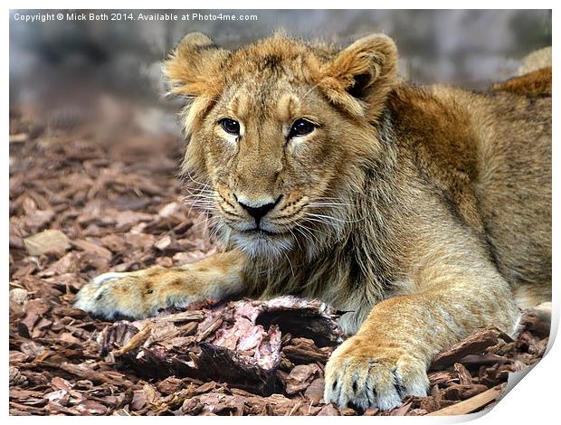 Lion cub contemplating leftovers Print by Mick Both