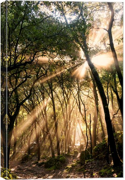 Blinded by The Light Canvas Print by Greg Marshall