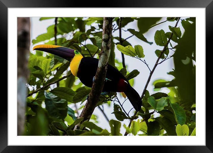 chestnut-mandibled toucan Framed Mounted Print by Craig Lapsley