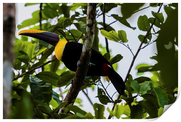 chestnut-mandibled toucan Print by Craig Lapsley