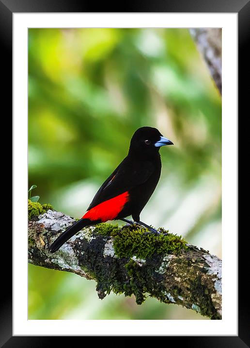 Male cherries tanager Framed Mounted Print by Craig Lapsley