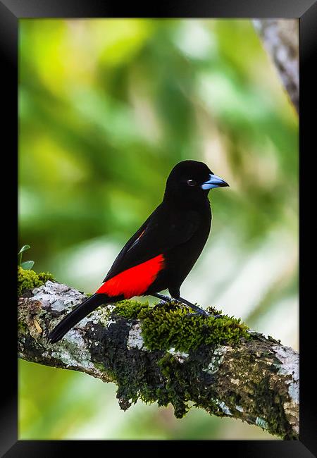 Male cherries tanager Framed Print by Craig Lapsley