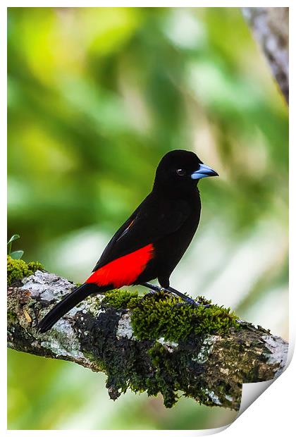 Male cherries tanager Print by Craig Lapsley