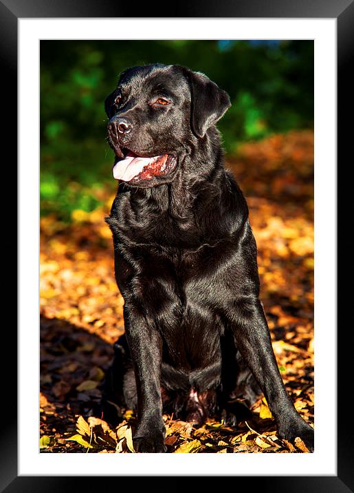 Black Labrador Retriever in Autumn Framed Mounted Print by Jenny Rainbow