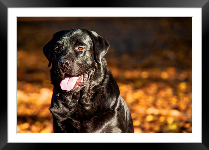 Black Labrador Retriever in Autumn Forest Framed Mounted Print by Jenny Rainbow