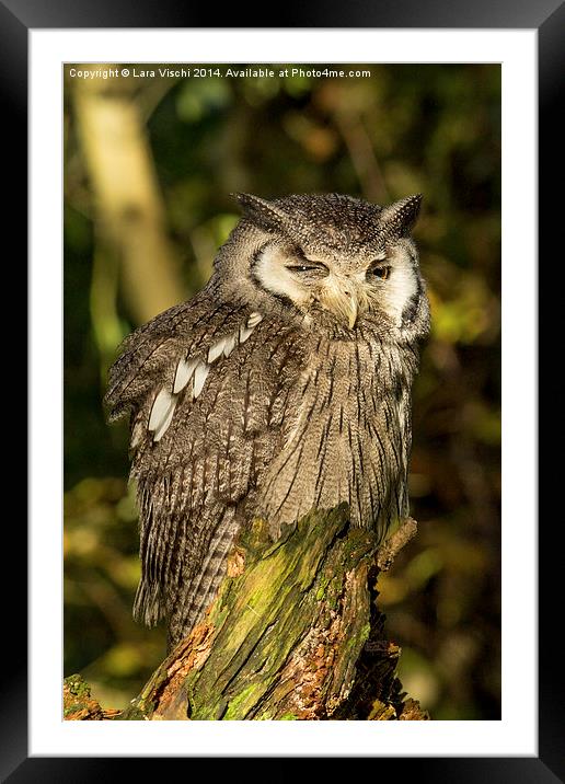 Southern White-faced Owl - Ptilopsis Granti #2 Framed Mounted Print by Lara Vischi