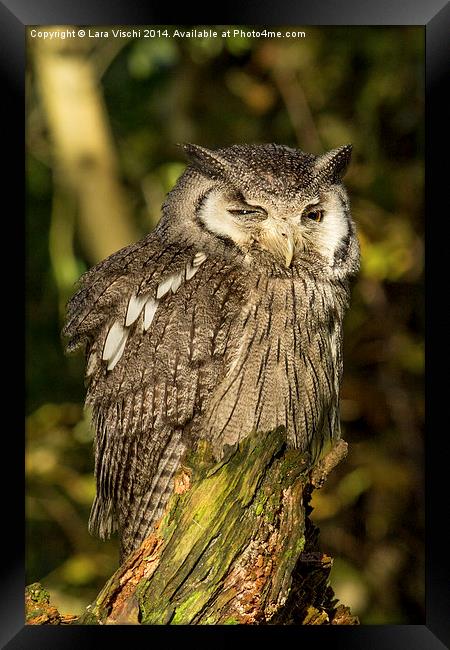 Southern White-faced Owl - Ptilopsis Granti #2 Framed Print by Lara Vischi