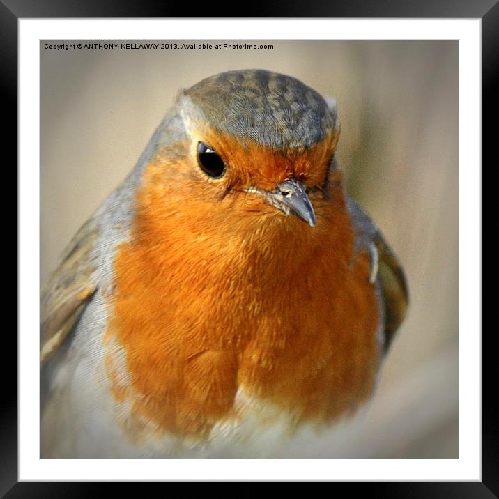 ROBIN Framed Mounted Print by Anthony Kellaway