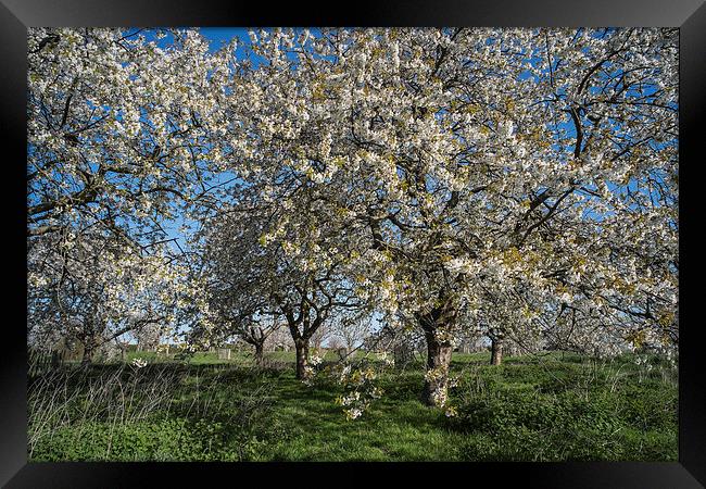 Cherry Trees in Blossom. Framed Print by ann stevens