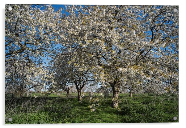 Cherry Trees in Blossom. Acrylic by ann stevens