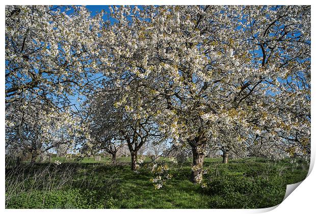 Cherry Trees in Blossom. Print by ann stevens