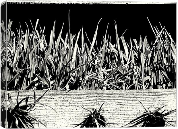 Grass in the bird house ! Canvas Print by Bill Lighterness