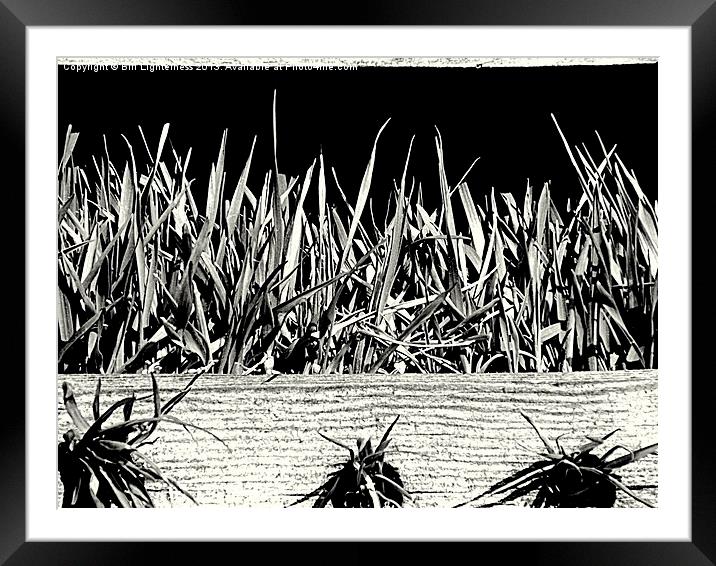 Grass in the bird house ! Framed Mounted Print by Bill Lighterness