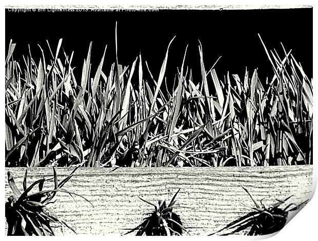 Grass in the bird house ! Print by Bill Lighterness