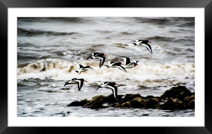 Oystercatchers in December Framed Mounted Print by James Smith
