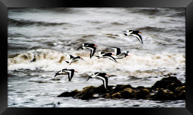 Oystercatchers in December Framed Print by James Smith