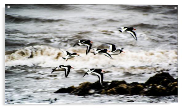 Oystercatchers in December Acrylic by James Smith