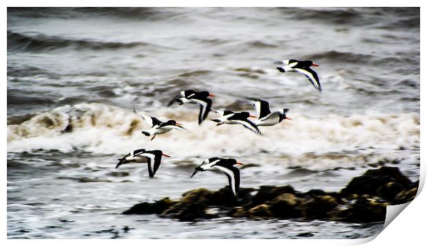 Oystercatchers in December Print by James Smith