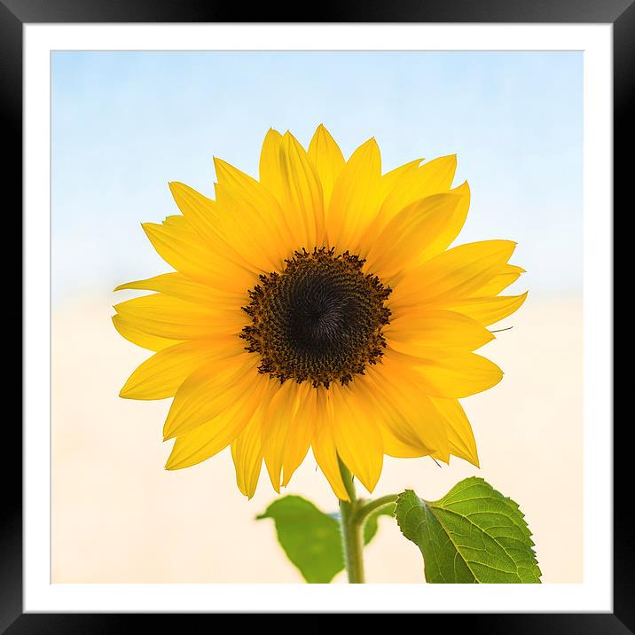 Yellow Sunflower Framed Mounted Print by ann stevens