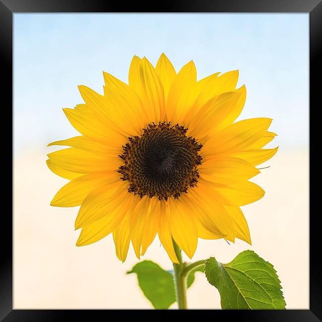 Yellow Sunflower Framed Print by ann stevens