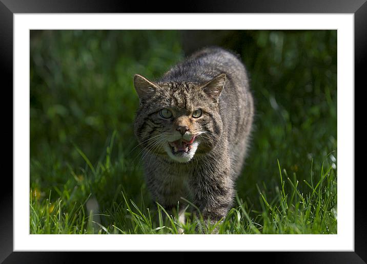 Rare Scottish Wildcat Framed Mounted Print by Philip Pound