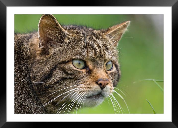 Scottish Wildcat Portrait Framed Mounted Print by Philip Pound