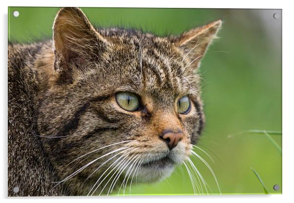 Scottish Wildcat Portrait Acrylic by Philip Pound